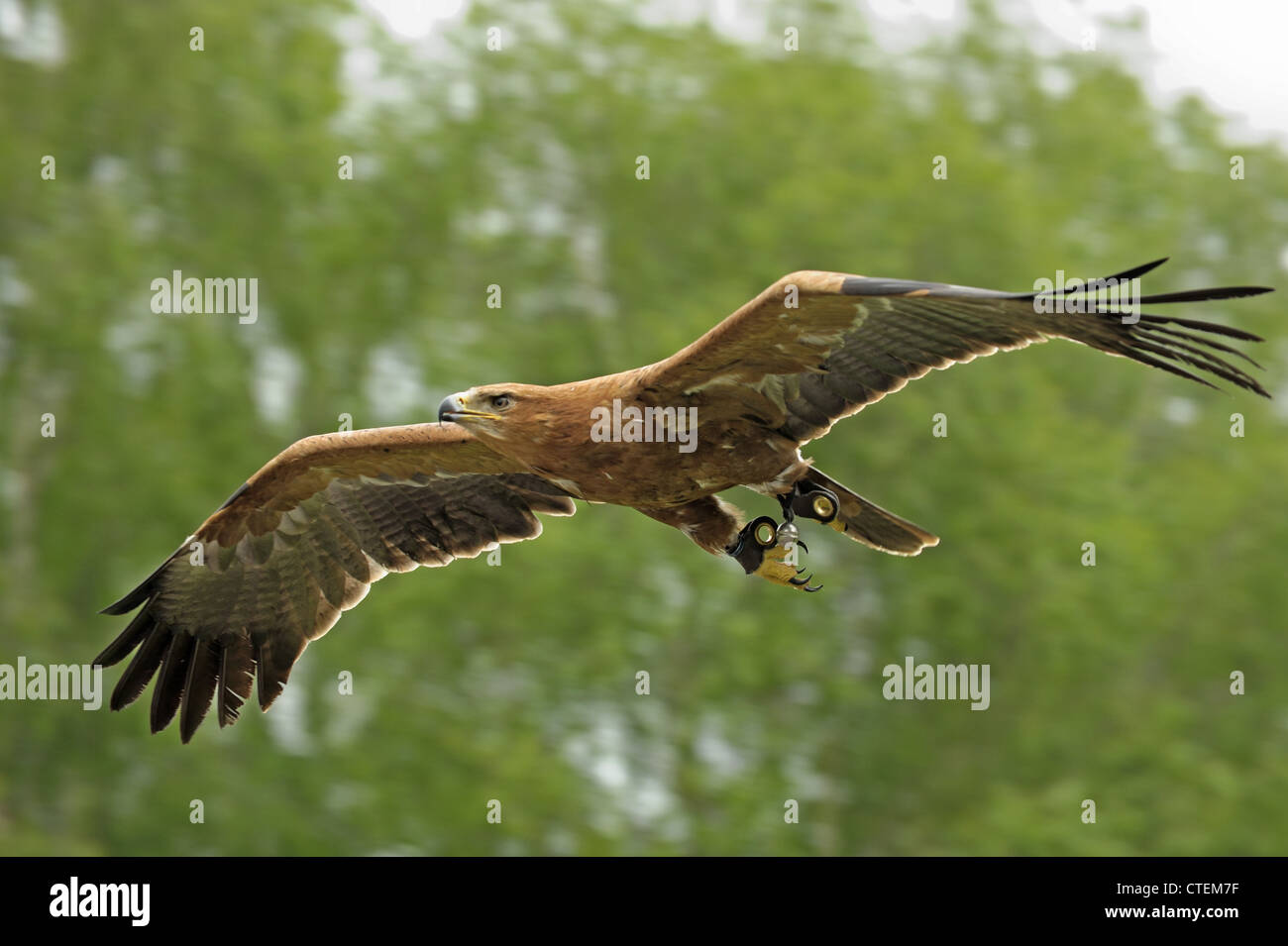 Un cautivo águila leonada Aquila rapax en vuelo en Weyhill Hawk Conservancy en Hampshire Foto de stock