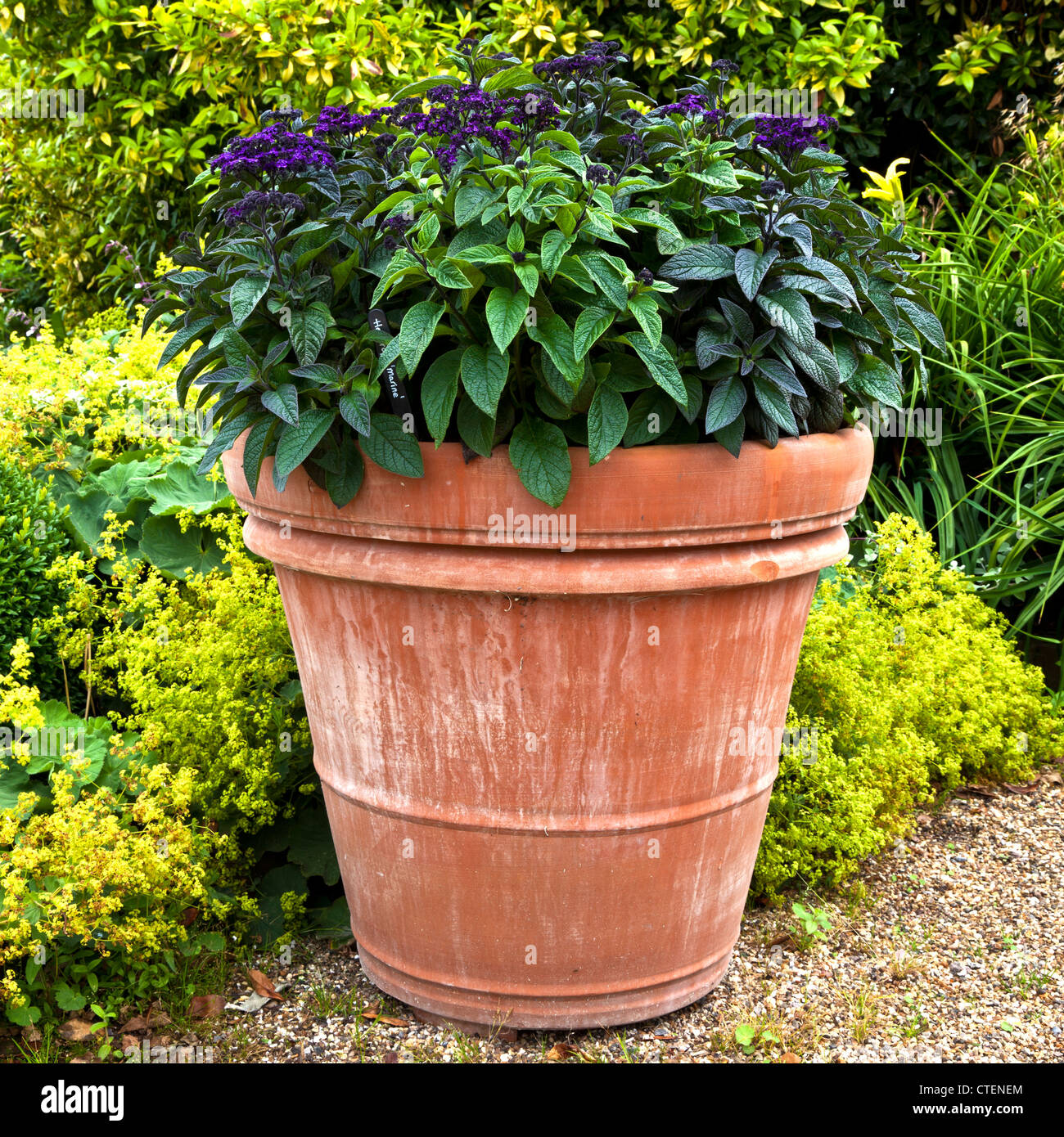 Maceta de barro muy grande en RHS Hyde Hall Gardens Fotografía de stock -  Alamy