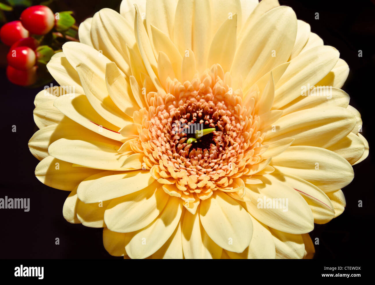 Brillante, amarillo Gerbera flor closeup contra fondo negro tomadas cara a  cara Fotografía de stock - Alamy