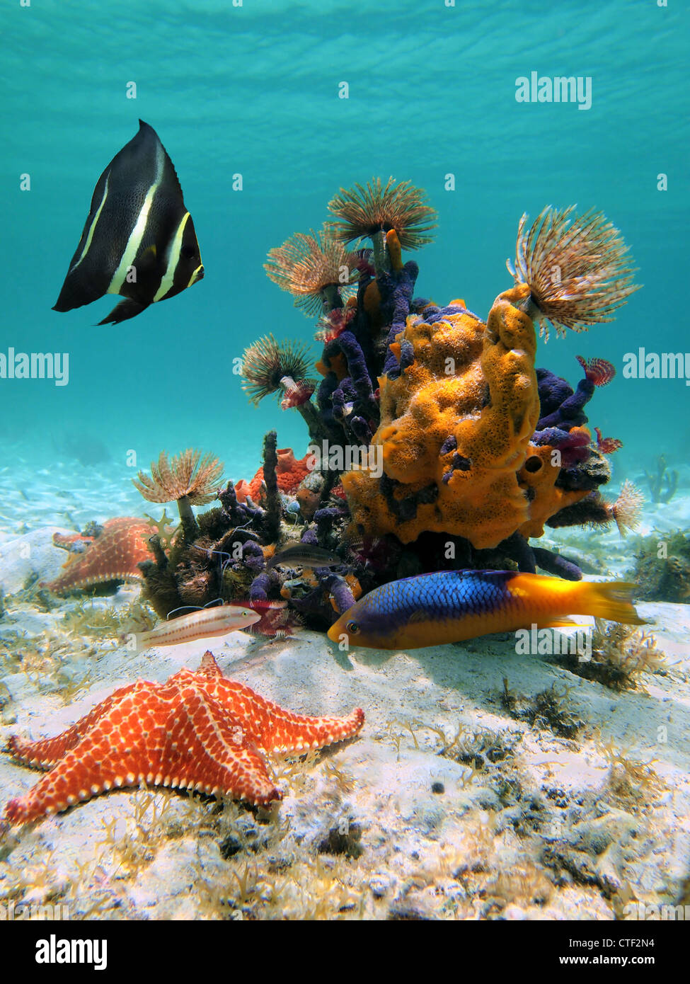 La vida submarina en el mar Caribe con peces tropicales, esponjas, gusanos marinos y starfish Foto de stock
