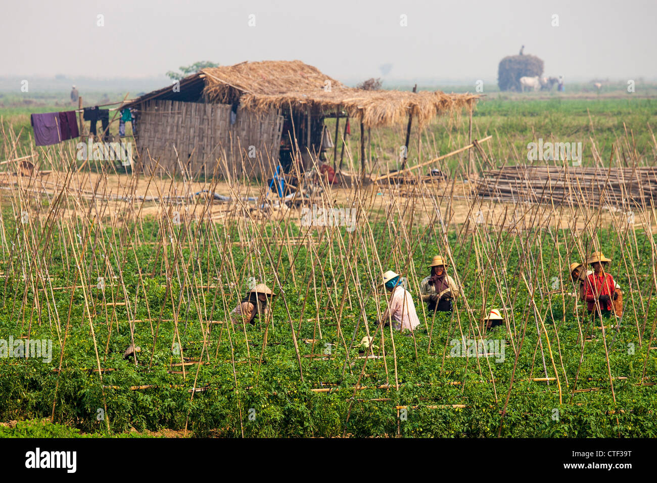 Las mujeres campesinas de tomate en Myanmar Foto de stock