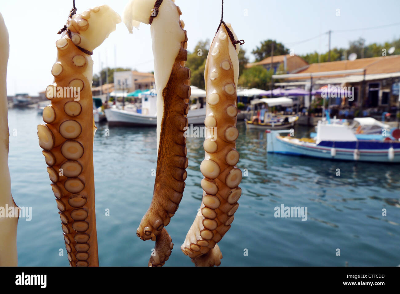 Pulpo piernas colgando en puerto griego Foto de stock