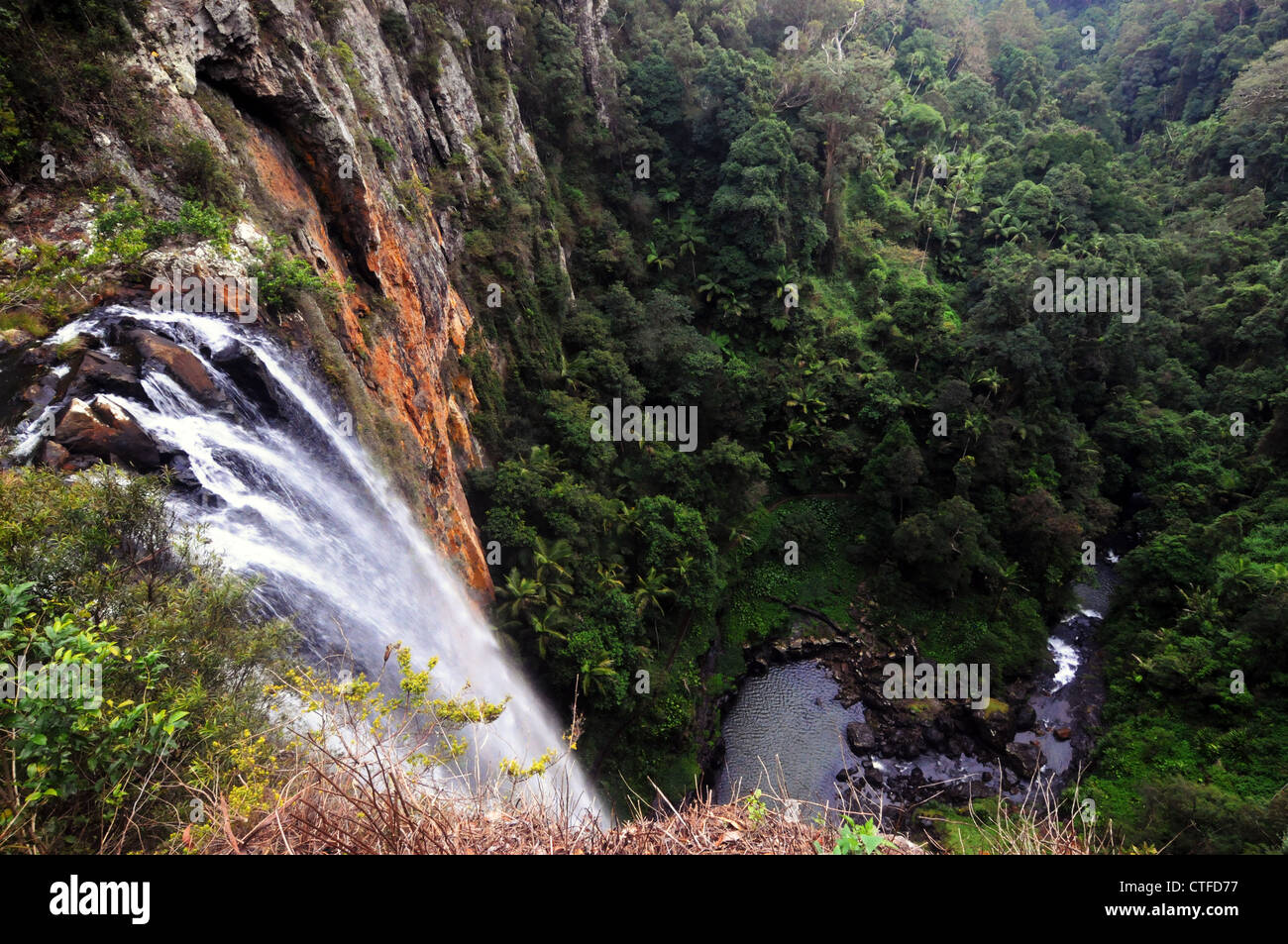 Purling Brook Falls, Parque Nacional Springbrook Gondwana, zona Patrimonio de la humanidad, Queensland, Australia Foto de stock