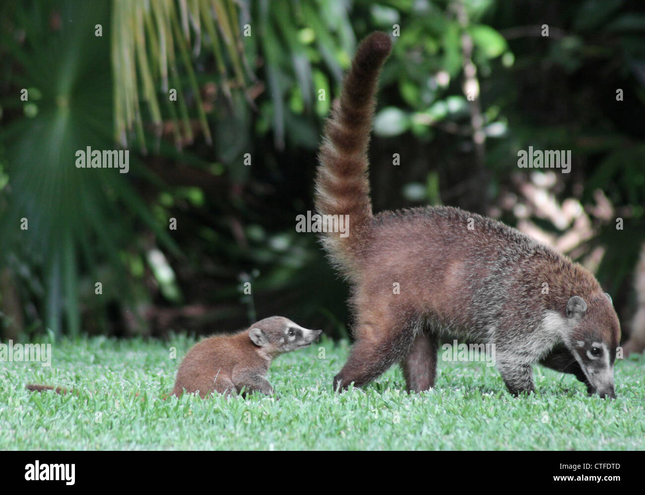 Baby coati nasua narica fotografías e imágenes de alta resolución Alamy