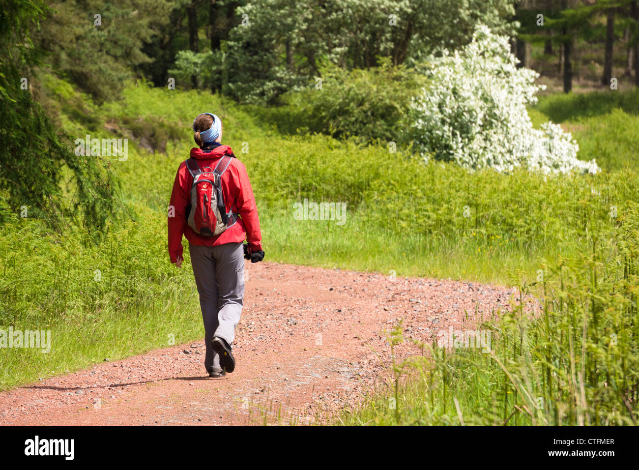 Un excursionista que regresan de Simonside Hills Rothbury, Northumberland, Inglaterra, Reino Unido. Foto de stock