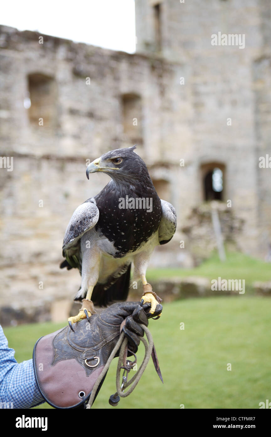 Black chested buzzard eagle (Geranoaetus melanoleucus Fotografía de