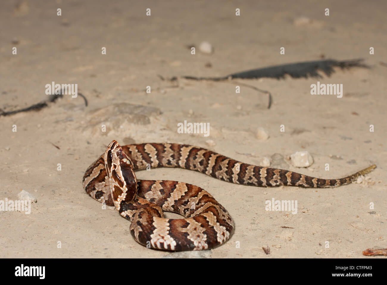 Florida cottonmouth juvenil serpiente Agkistrodon especies piscívoras