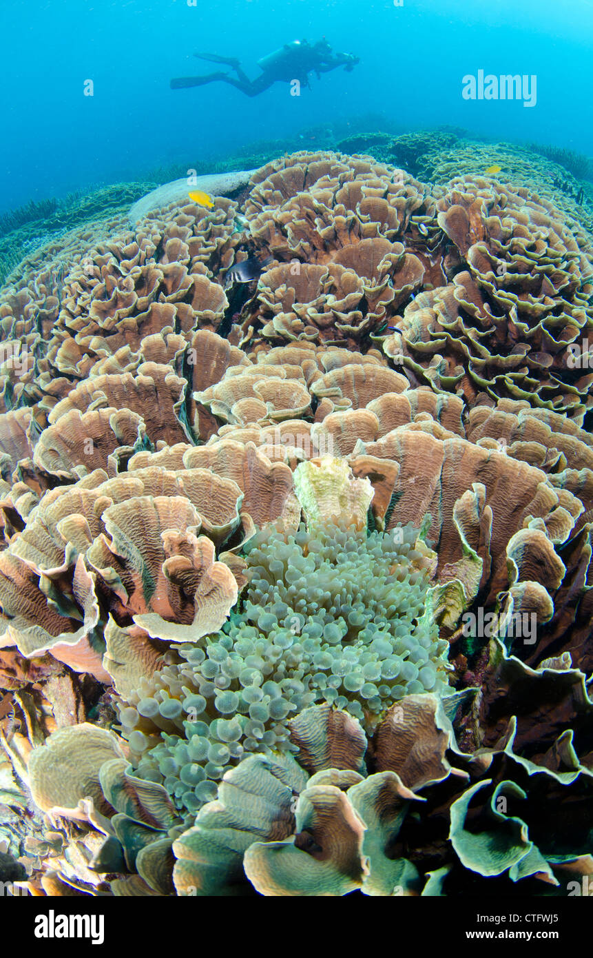 Escena de arrecifes de coral, el Parque Nacional de Komodo (Indonesia) Foto de stock