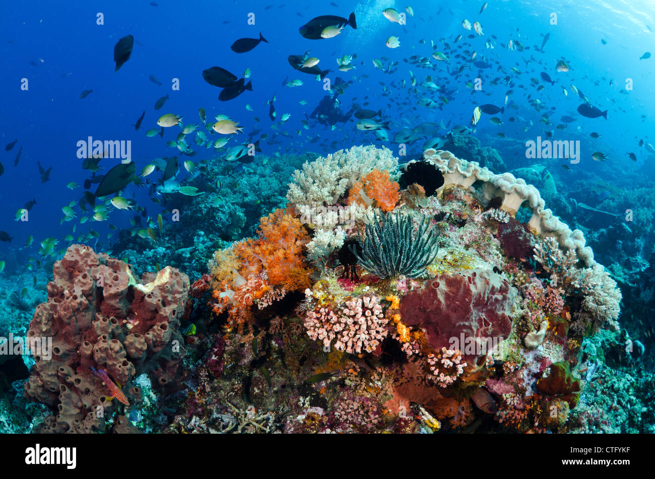 Arrecifes de coral sanos, el Parque Nacional de Komodo (Indonesia), el Océano Índico Foto de stock