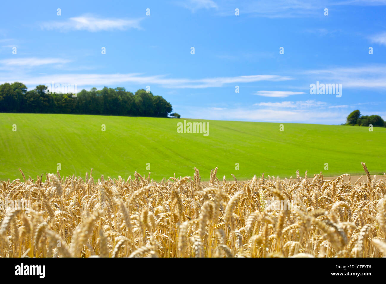 Campo de trigo y campo de hierba en un día de verano azul brillante en el sudeste de Inglaterra Foto de stock