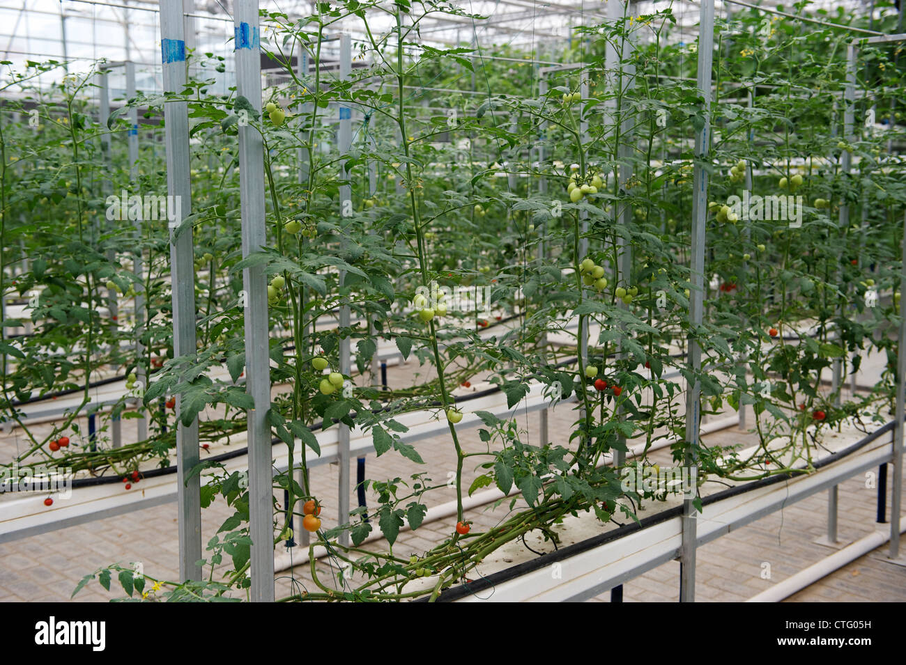 Tomate cultivado con nutriente líquido en China. Foto de stock