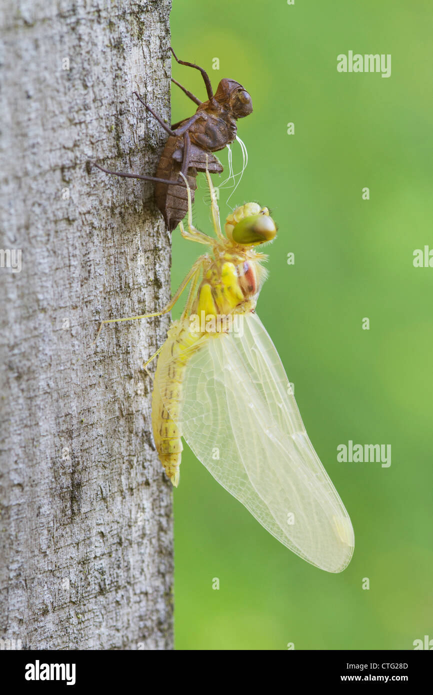 Dragonfly con su ninfa cast Foto de stock