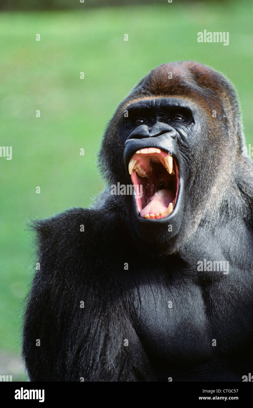 Aggressive gorilla fotografías e imágenes de alta resolución Alamy
