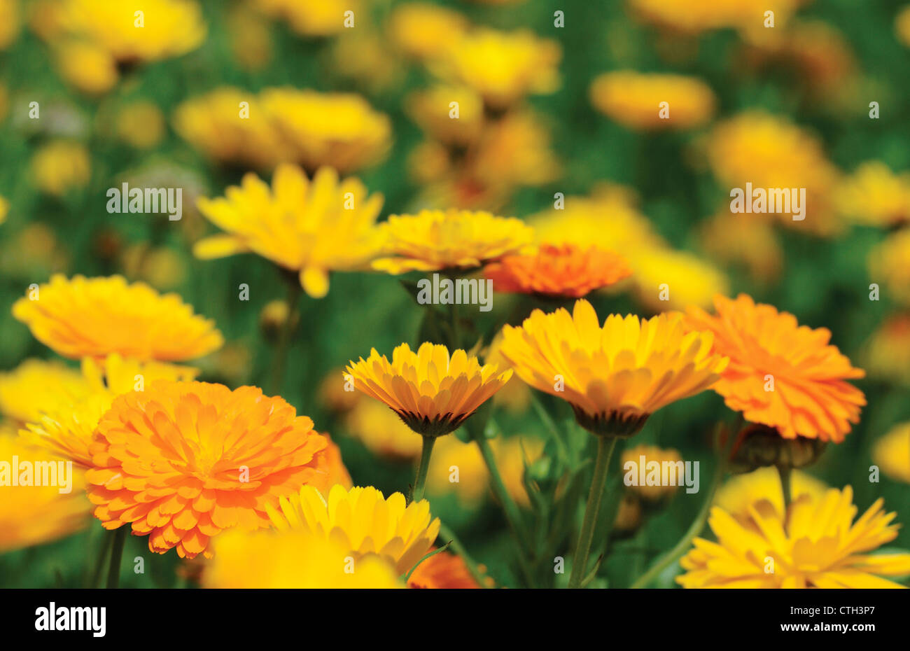 Calendula officinalis, Caléndula, masificada flores amarillas crecen al aire libre. Foto de stock