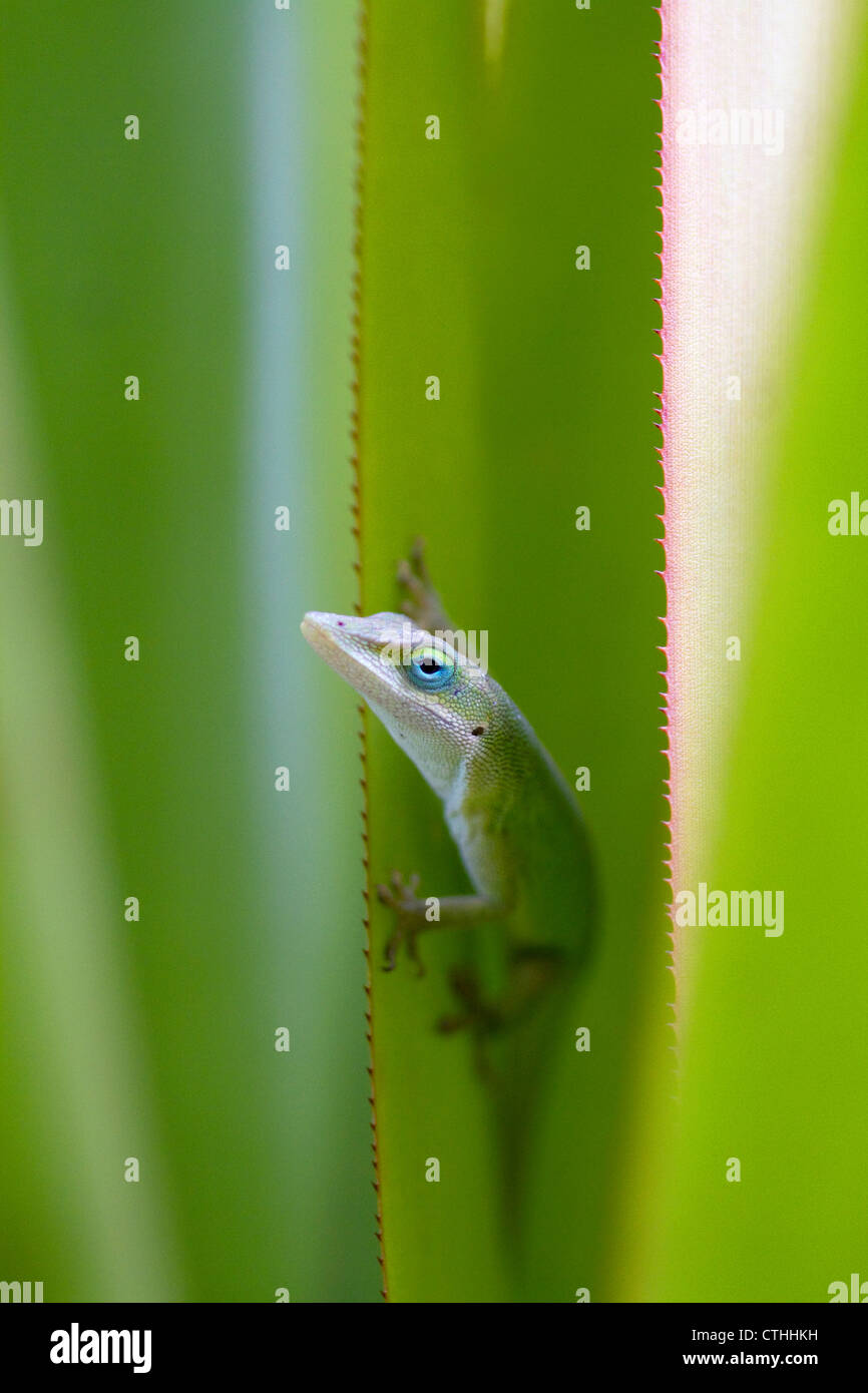 Anole verde es un lagarto arborícola localizado en la isla de Kauai, Hawaii, USA. Foto de stock