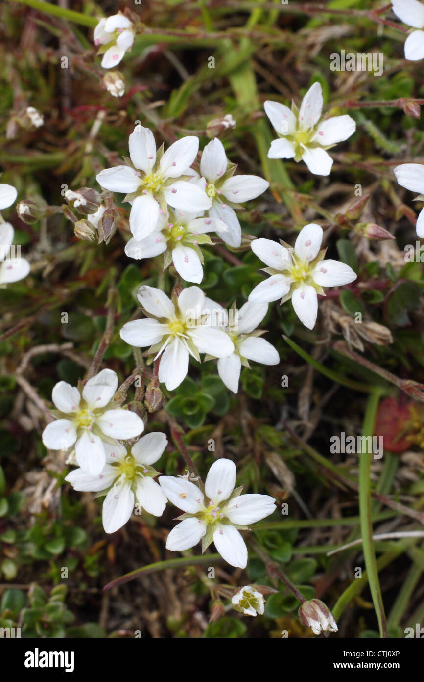 Detalle de la floración de primavera salvaje Minuartia sandwort (verna), una planta tolerante, crece en las minas de plomo abandonada,Derbyshire;UK Foto de stock