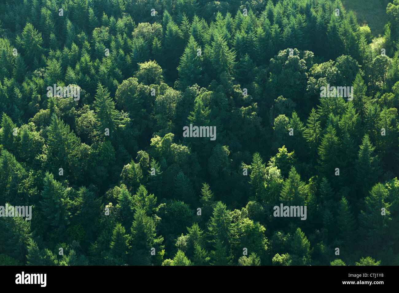 Vista aérea de los árboles en el bosque Foto de stock