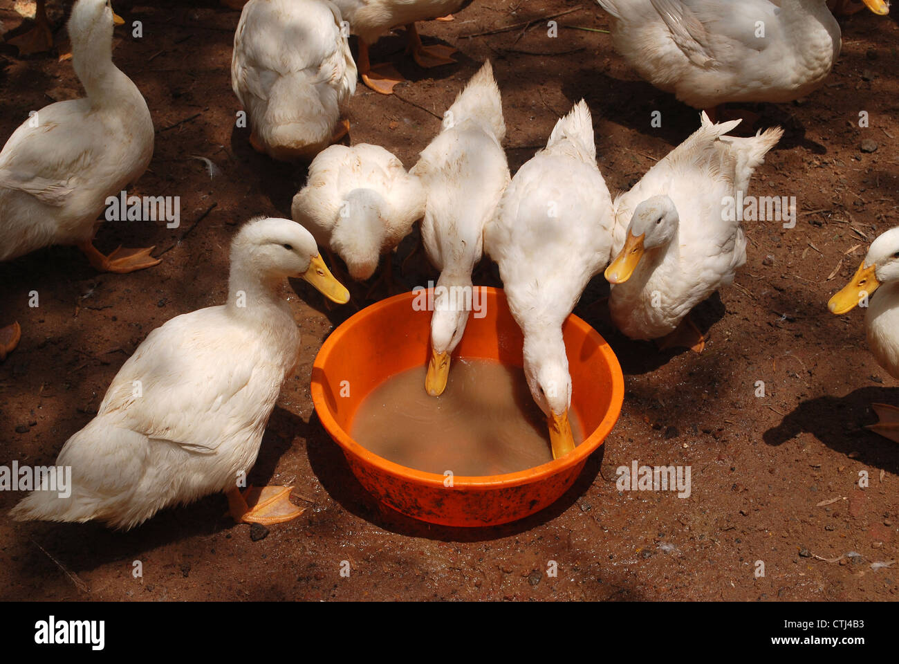 Patos en una granja avícola de alimentación Fotografía de stock - Alamy