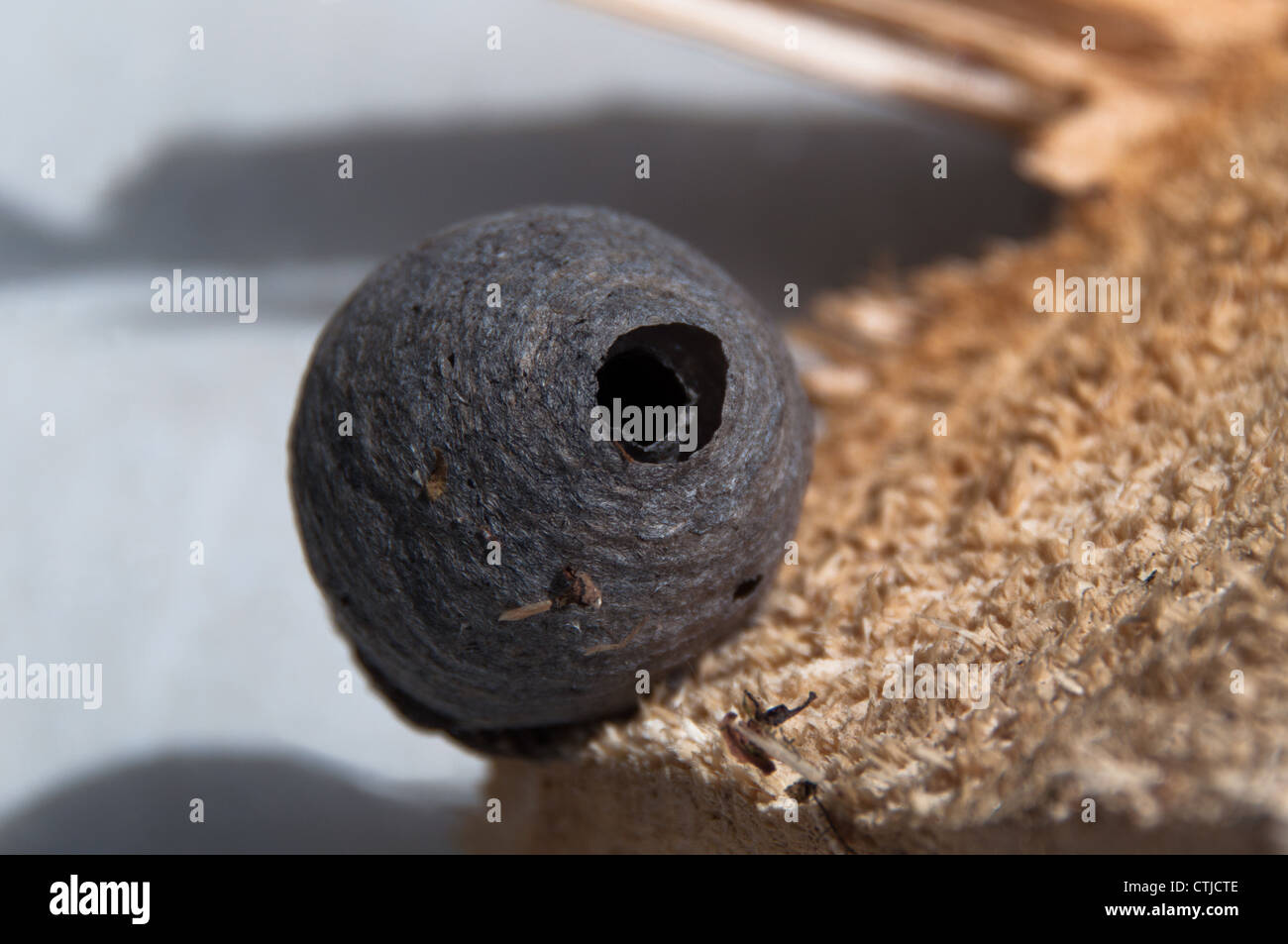 Pequeño Nido de avispas construido sobre un tronco de madera Foto de stock