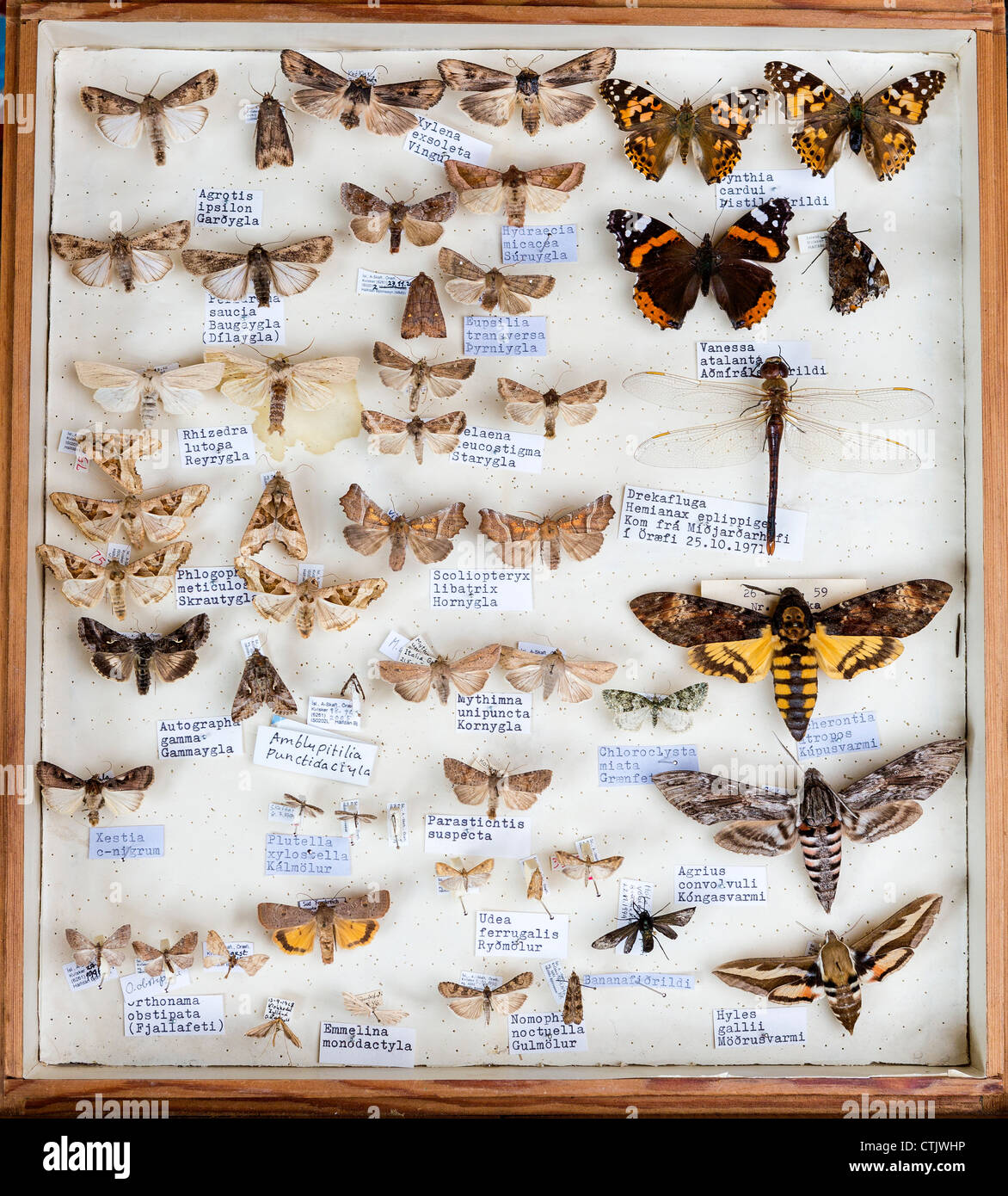 Enmarcado colección de insectos, Islandia Foto de stock