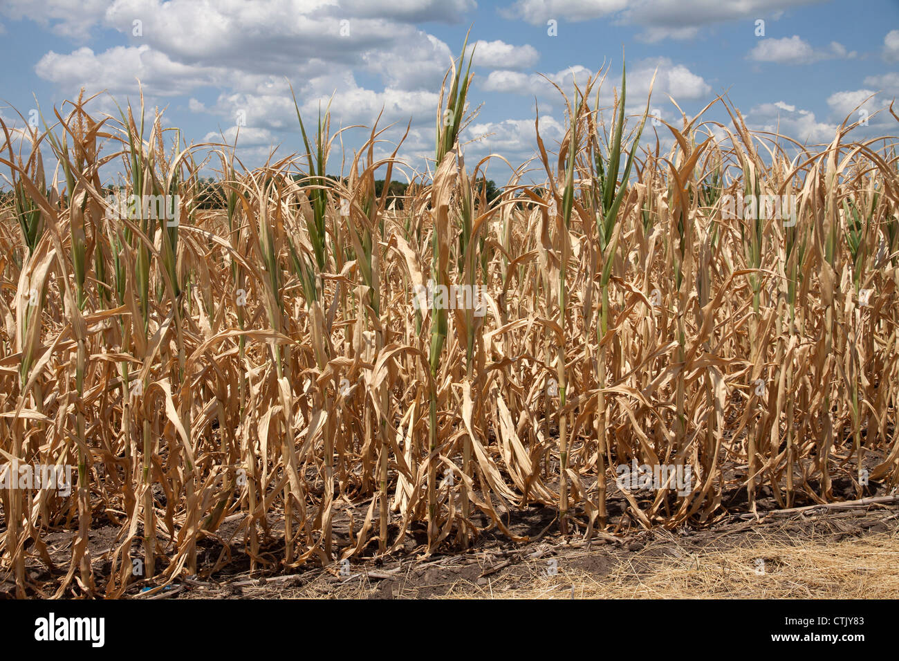 Cosecha de maíz que sufren condiciones de sequía Indiana (Estados Unidos 2012 Foto de stock