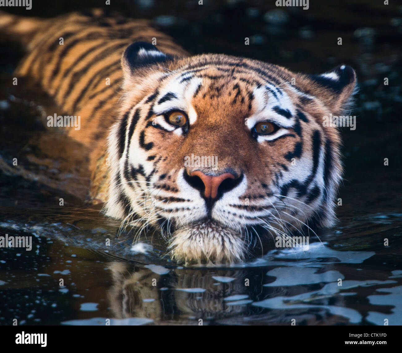 Tigre nadando fotografías e imágenes de alta resolución Alamy