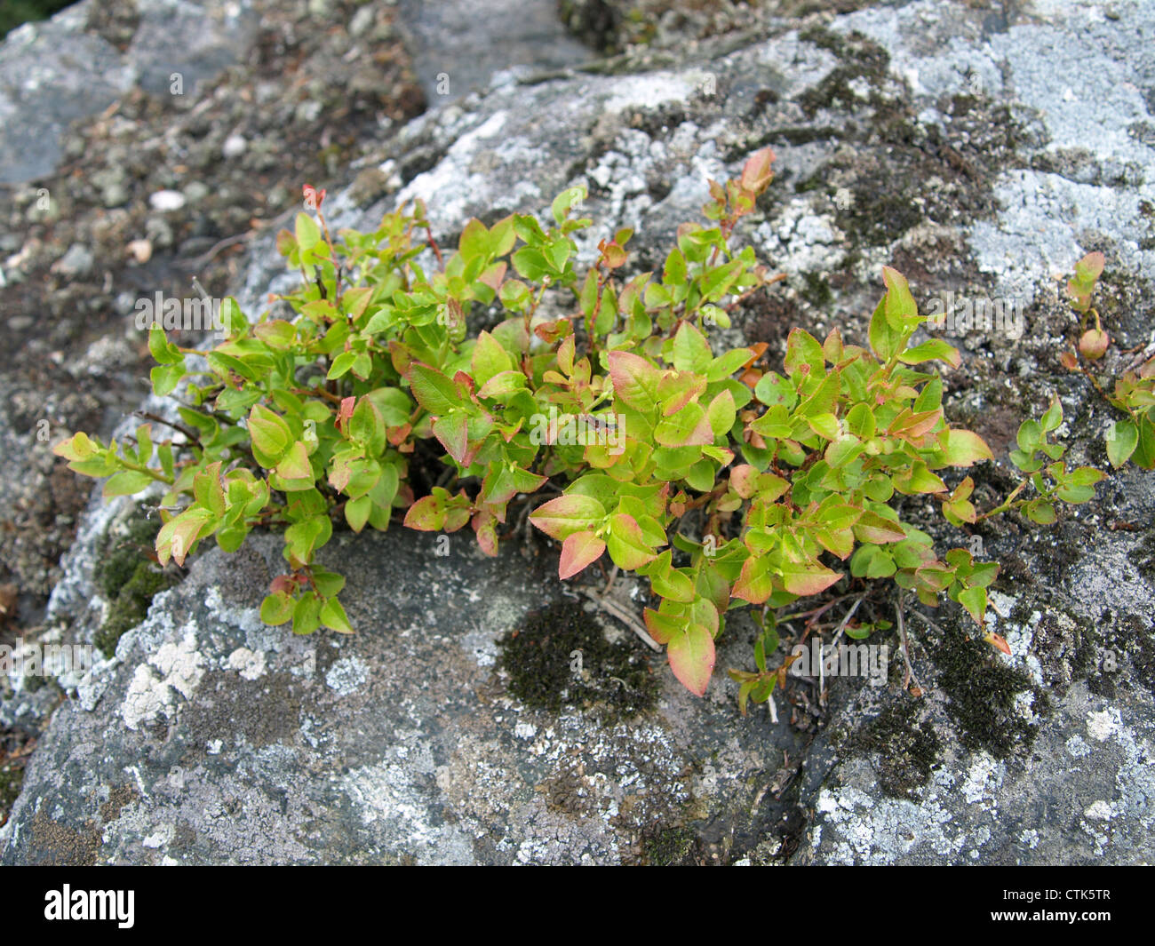 Blueberry arbustos sobre una roca / Heidelbeersträucher auf einem Felsen Foto de stock