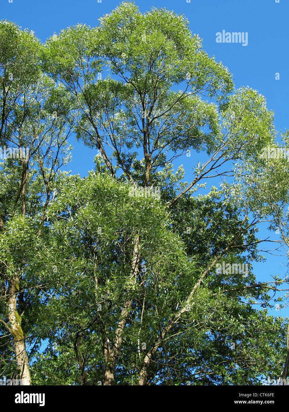 Y blue sky tree top Foto de stock