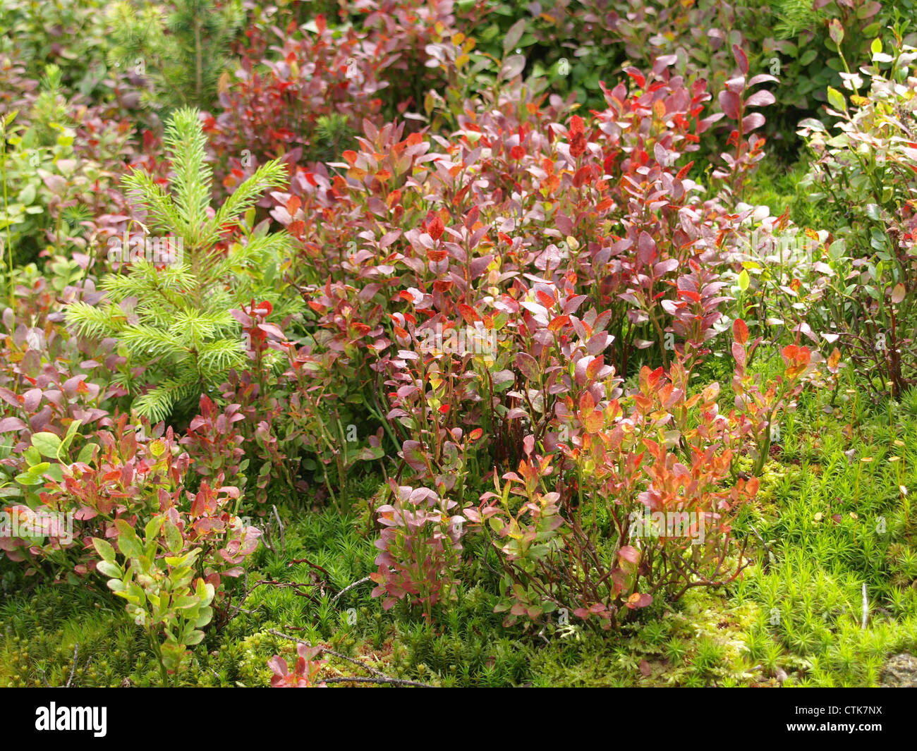 Suelo de madera en colores de otoño / Vaccinium myrtillus / Waldboden en Herbstfärbung Foto de stock