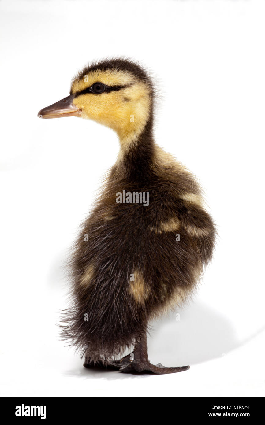 Patito el ánade real (Anas platyrhynchos). Foto de stock