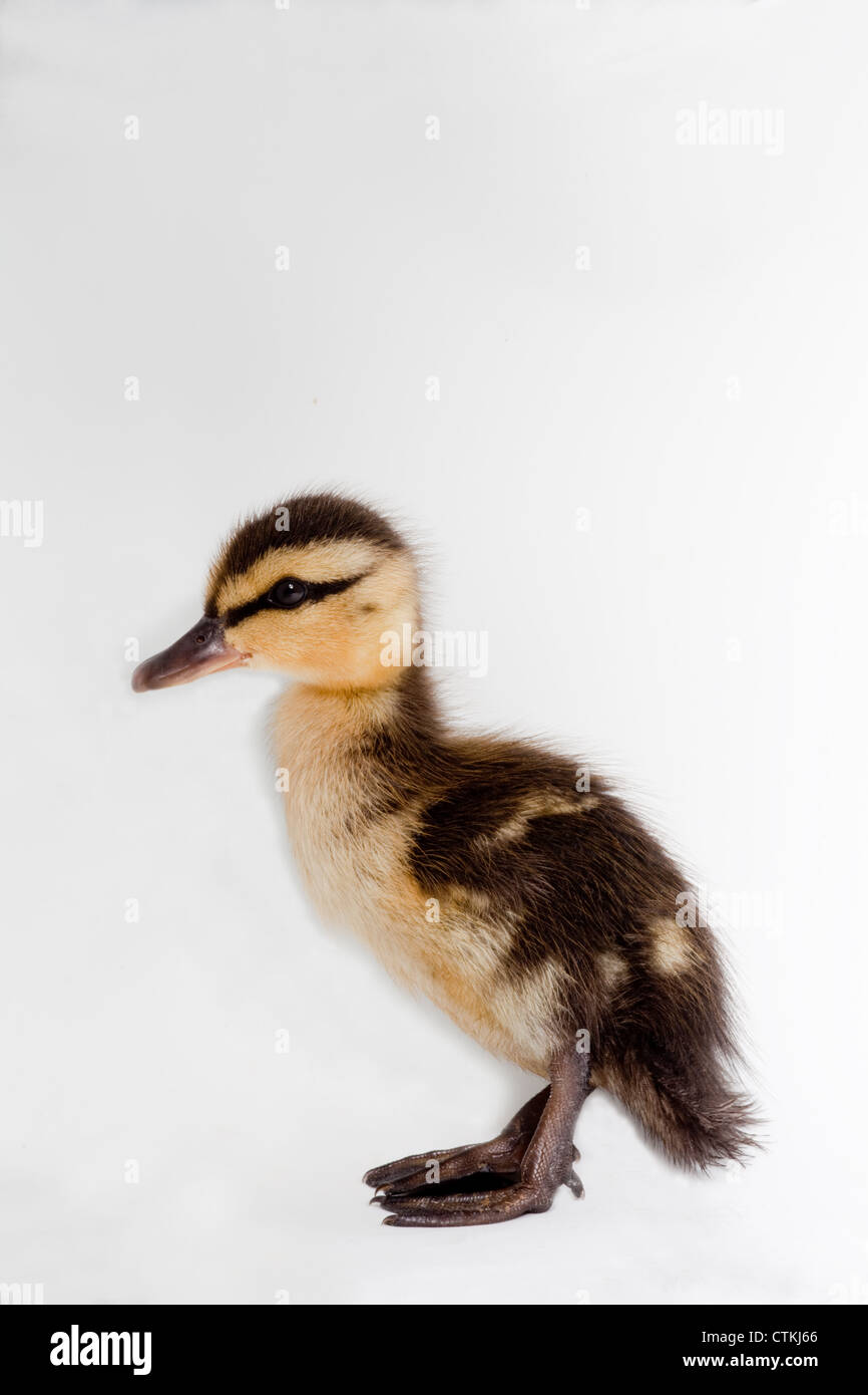 Patito el ánade real (Anas platyrhynchos). Dos días de antigüedad. Foto de stock