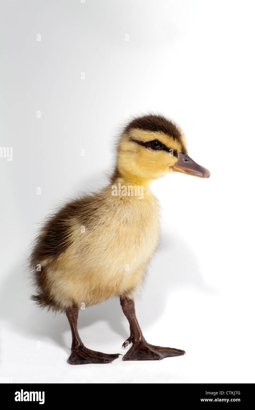 Patito el ánade real (Anas platyrhynchos). Dos días de antigüedad. Foto de stock