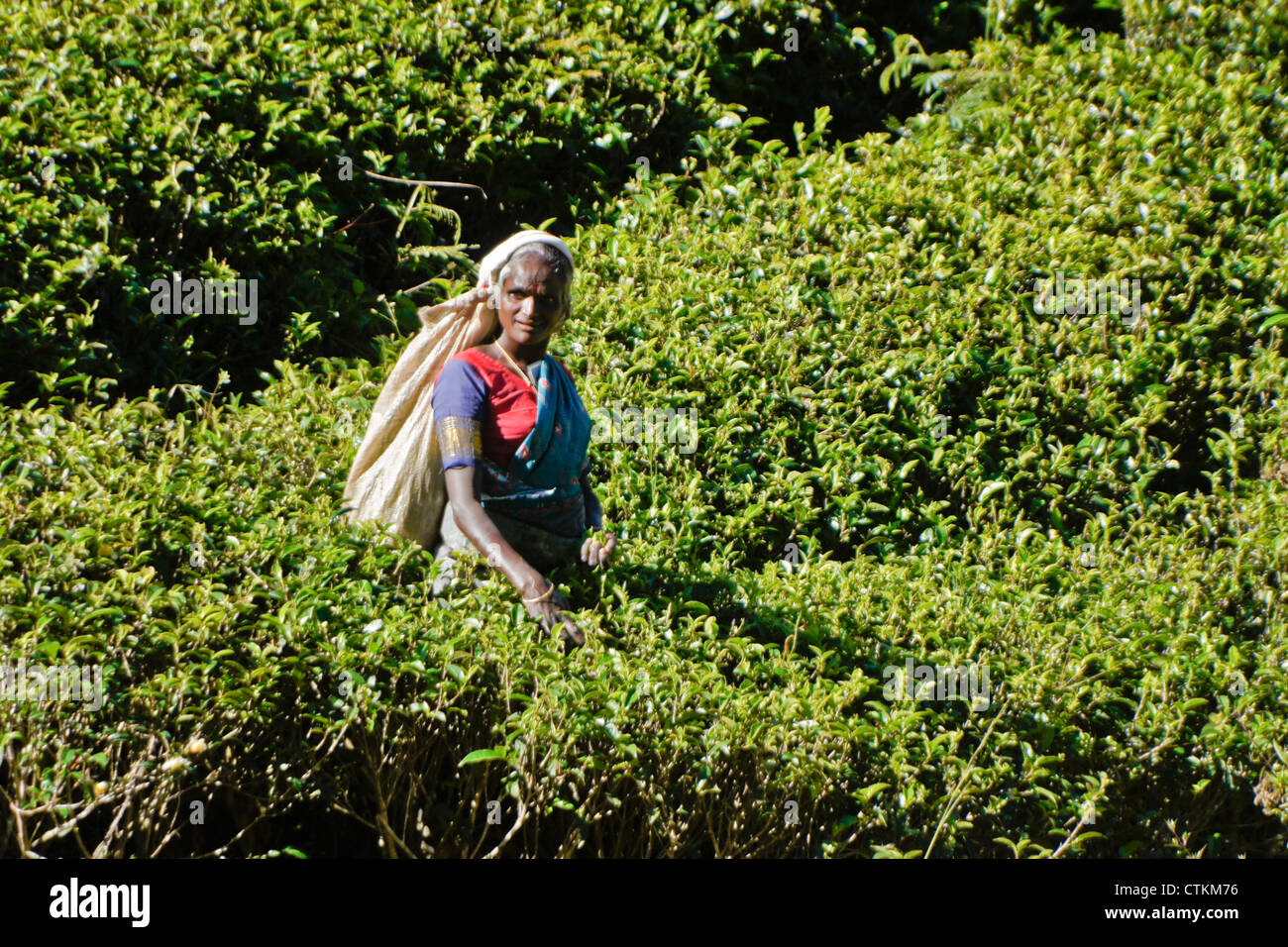 Mujer Tamil arrancarle las hojas de té, Hill Country, Sri Lanka Foto de stock