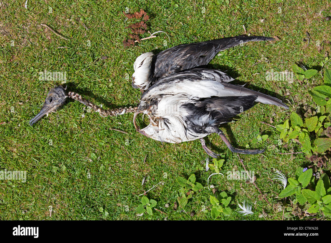 Skeleton dead bird fotografías e imágenes de alta resolución - Alamy