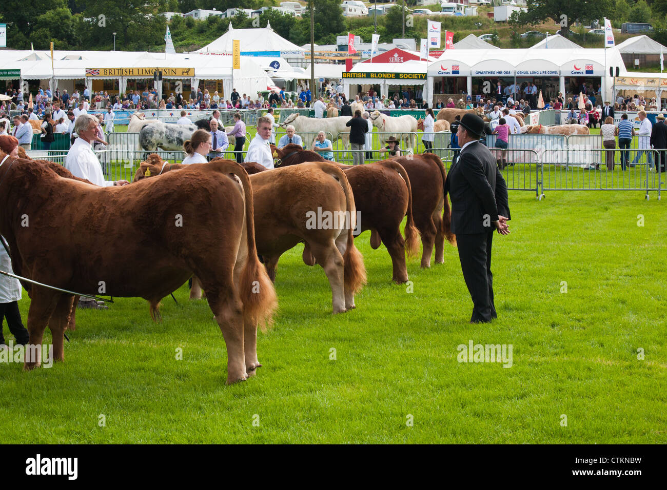 Toros siendo juzgado ar Royal Welsh Show agrícola Foto de stock