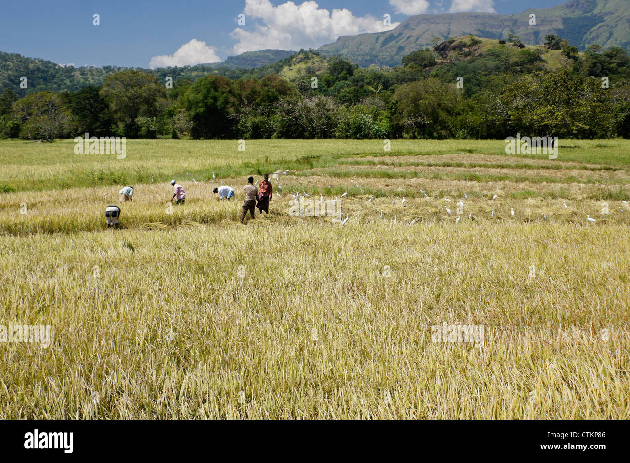 Hombres cosechando arroz con garzas en campo, Sri Lanka Foto de stock