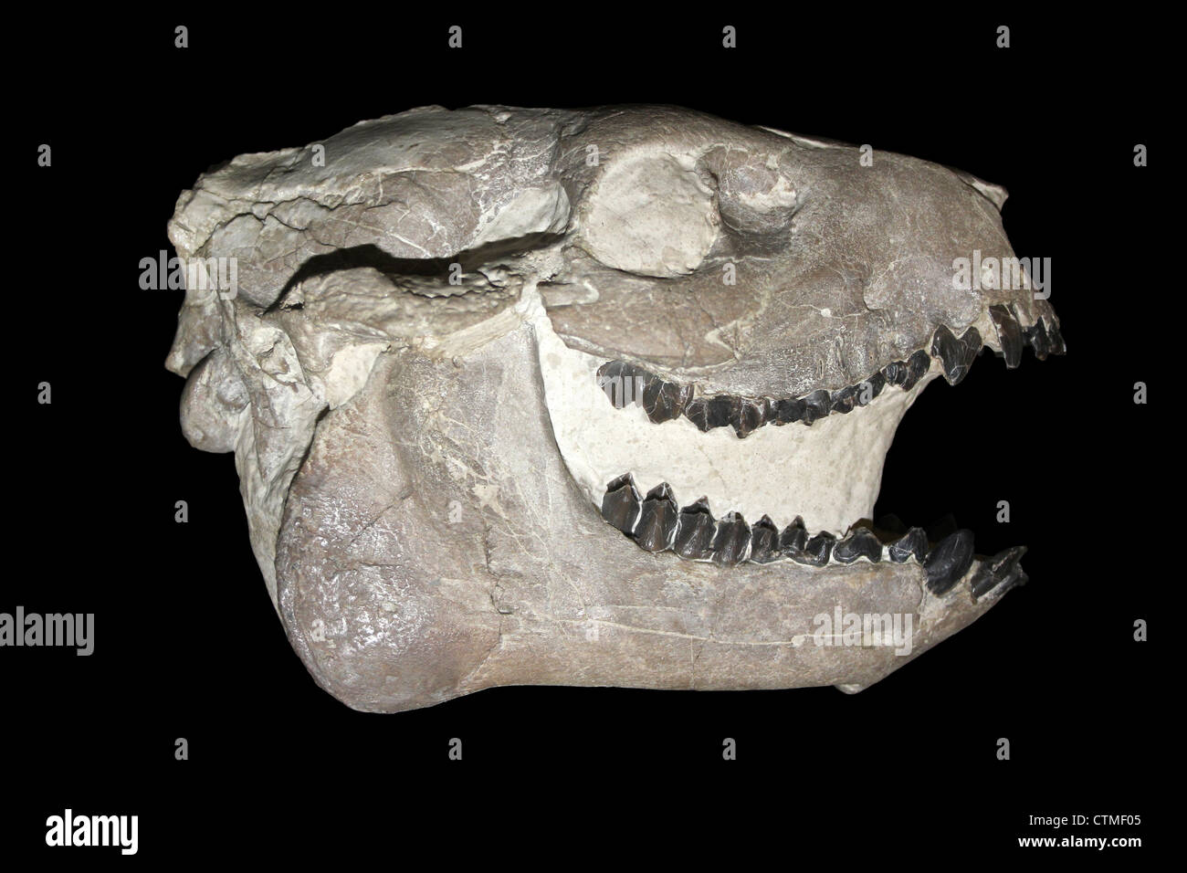 Cráneo Oreodont Chile Foto de stock