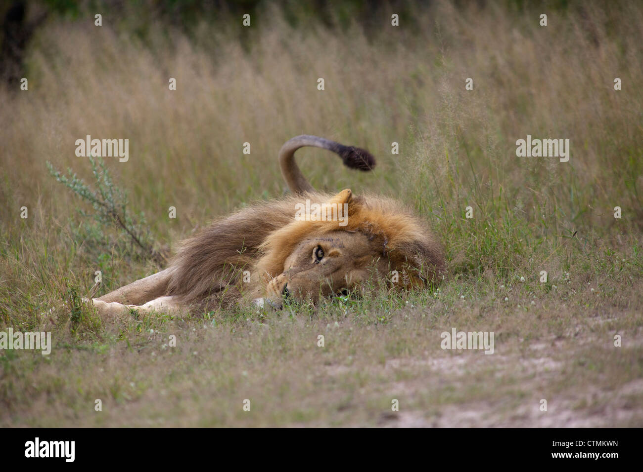 Un ángulo bajo la vista de un león tumbado de lado y mirando a la cámara, el delta del Okavango, Botswana Foto de stock