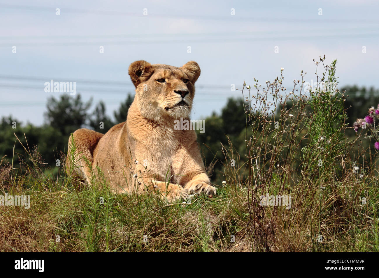 León (Panthera leo) en Yorkshire Wildlife Park Foto de stock