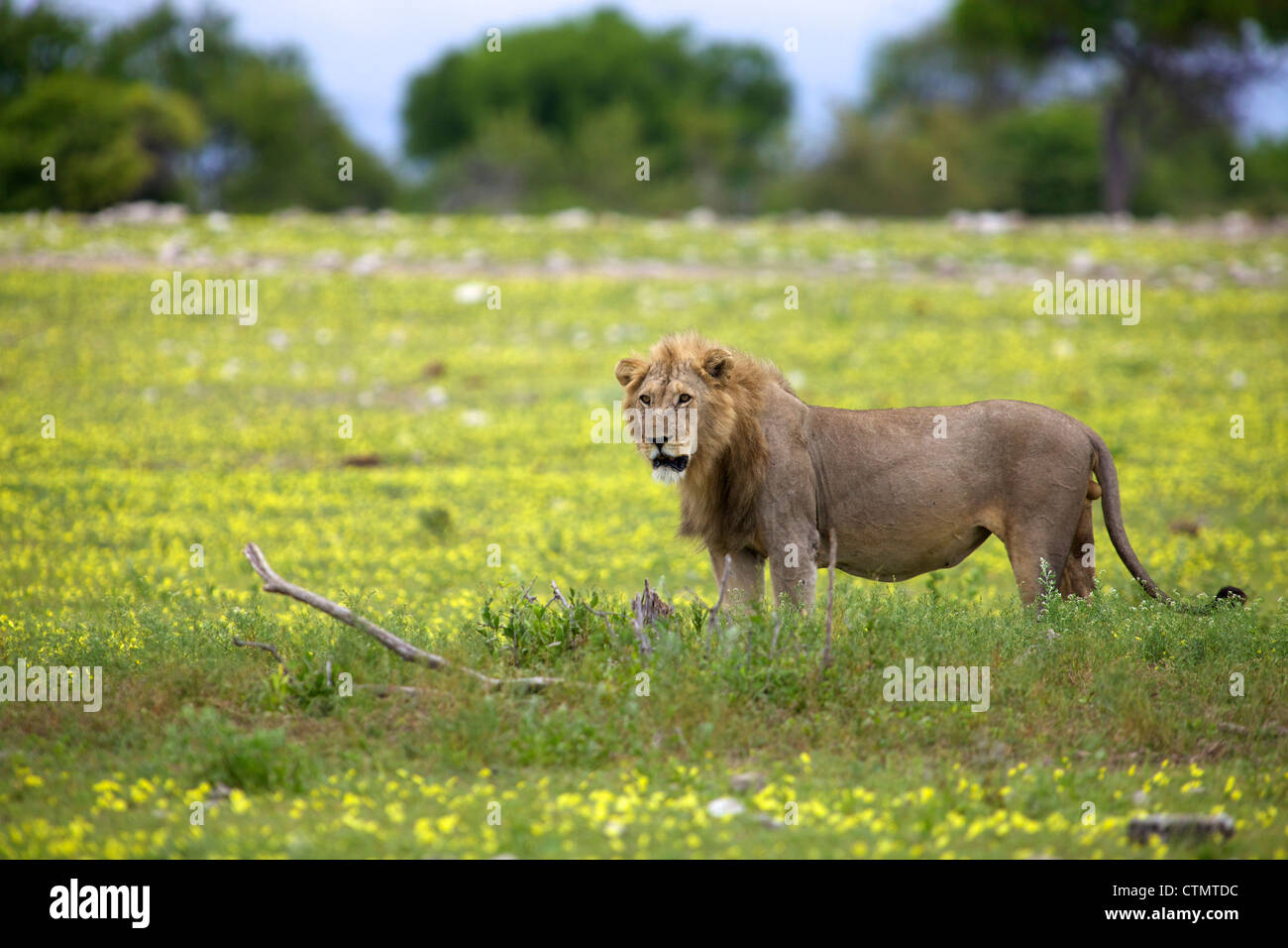 Un ángulo de visión amplio de un león parado entre las flores silvestres, el Parque Nacional de Etosha, de Etosha, Namibia Foto de stock