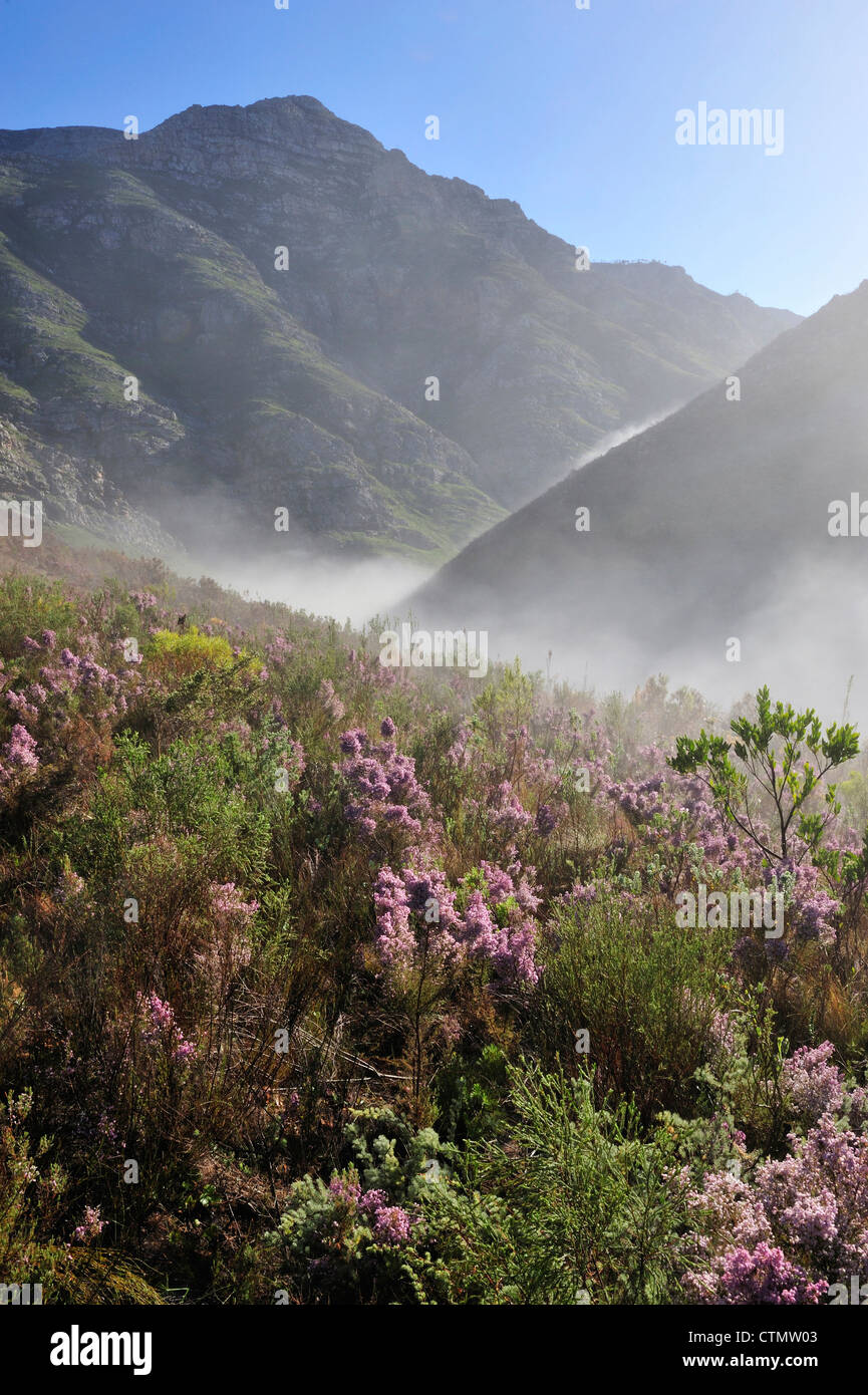 Montañas y Ericas Riviersondend en la primavera, el Reino Floral del Cabo, Overberg, Western Cape, Sudáfrica Foto de stock