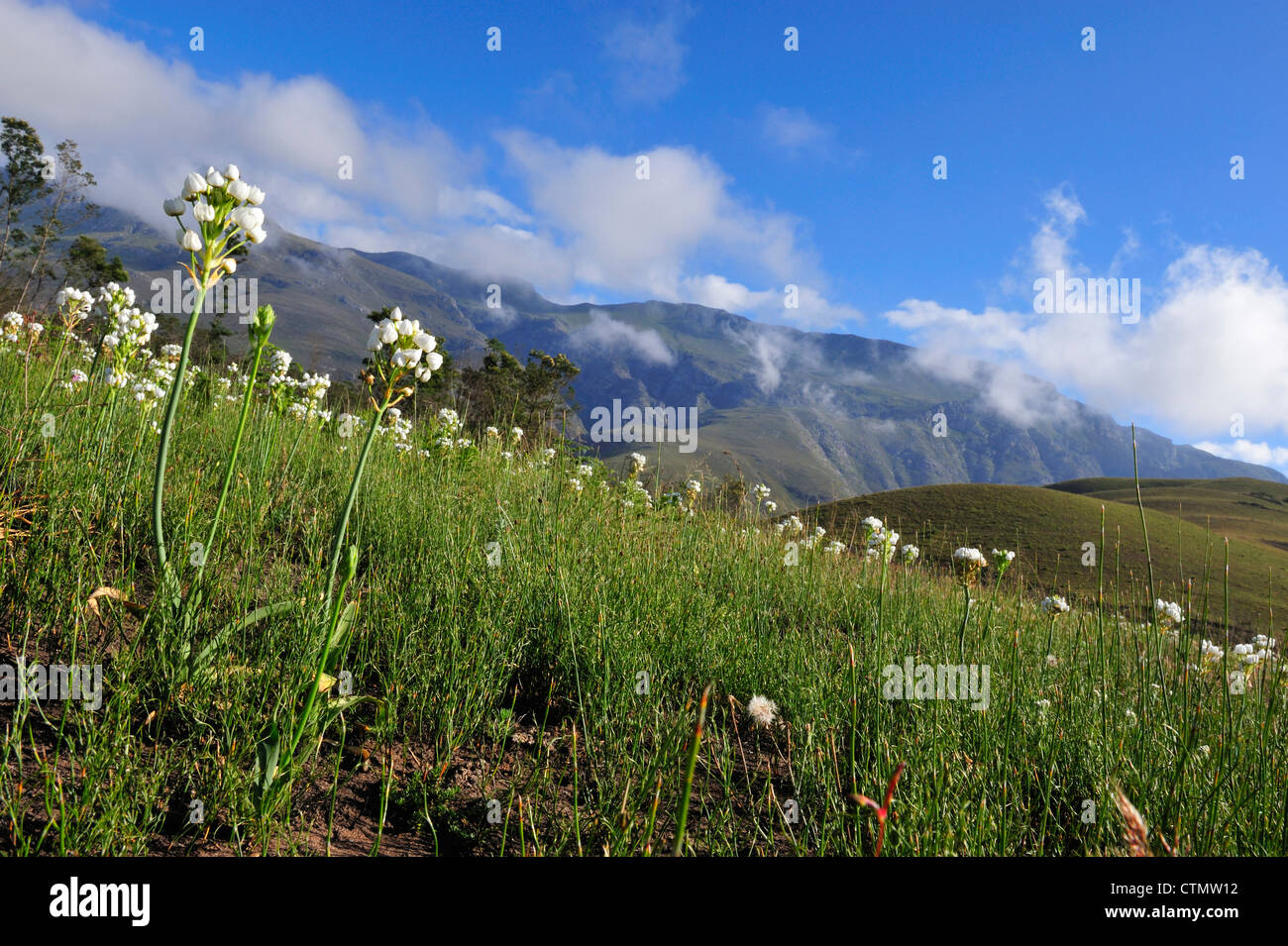 En la Chinchirri Overberg, Western Cape, Sudáfrica Foto de stock