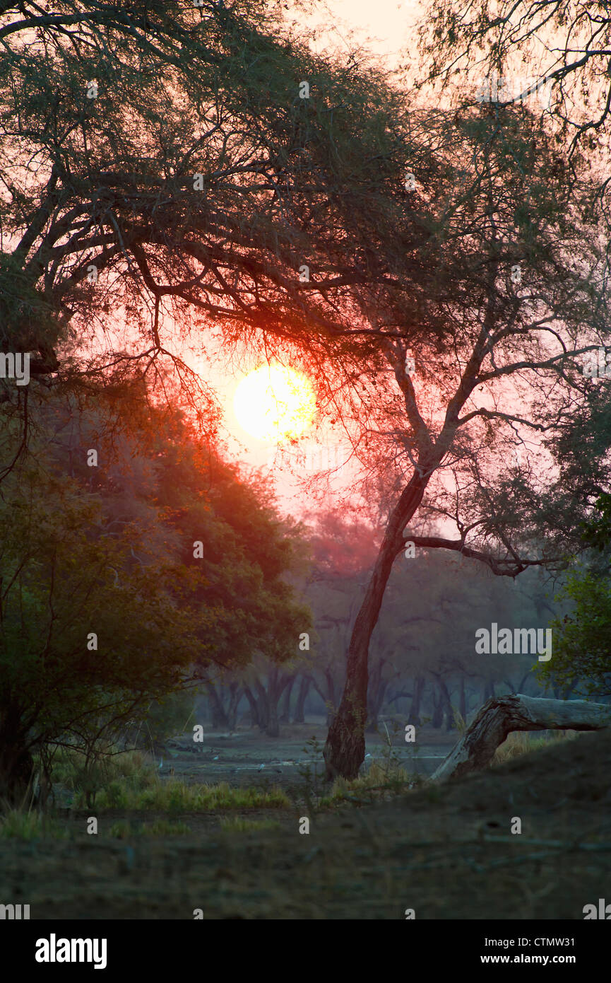 Piscinas de maná Atardecer visto a través Faidherbia albida woodlands en antiguas terrazas fluviales, bajar el valle de Zambezi, Zimbabwe Foto de stock