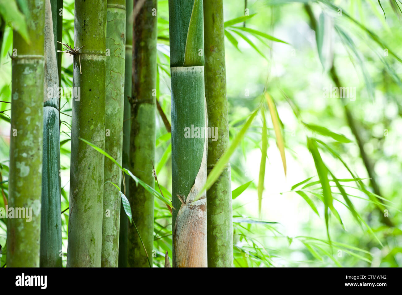 árboles de bambú fotografías e imágenes de alta resolución - Alamy