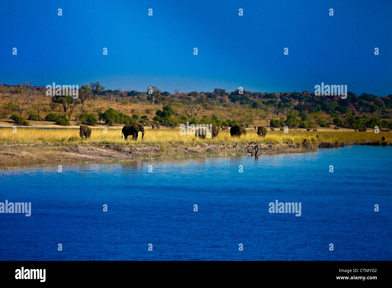 Los elefantes por el río Chobe, el Parque Nacional Chobe, Botswana Foto de stock