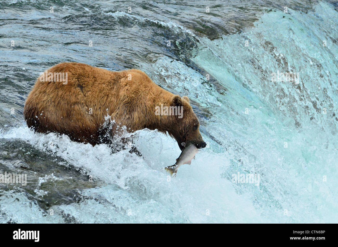 Imagen icónica de Katmai,un oso pardo le arrebatara una salmones saltando el Brooks Falls. Parque Nacional Katmai y preservar. Alaska, EE.UU. Foto de stock