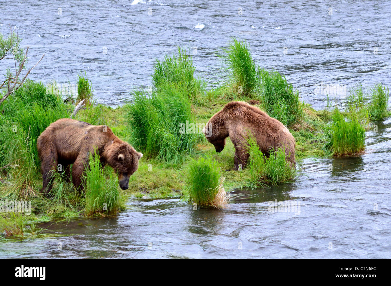 Dos oso pardo se enfrenten en la Quebrada del Río. Parque Nacional Katmai y preservar. Alaska, EE.UU. Foto de stock