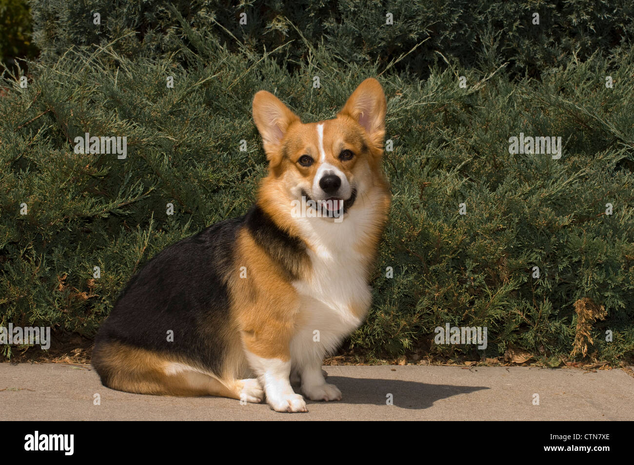 Pembroke Welsh Corgi sentado delante de evergreens Foto de stock