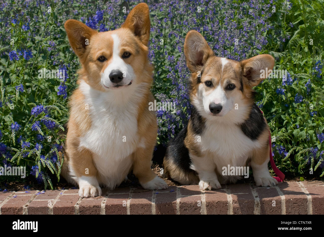 Welsh Corgis sentado detrás con flores. Foto de stock