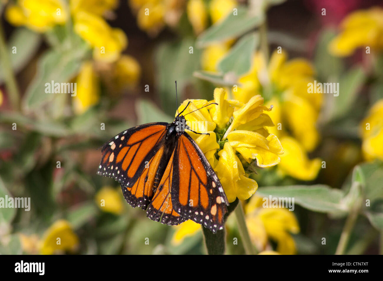 Polinizacion de mariposas fotografías e imágenes de alta resolución Alamy